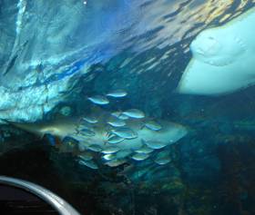 view of the Melbourne Aquarium shark tank from a glass-topped tunnel